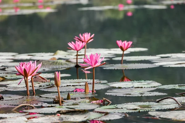 Lotus blossom flower — Stock Photo, Image