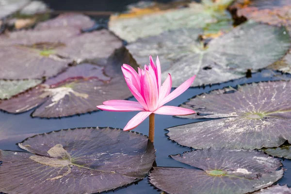 Flor de lótus — Fotografia de Stock