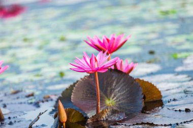 Lotus çiçeği çiçek