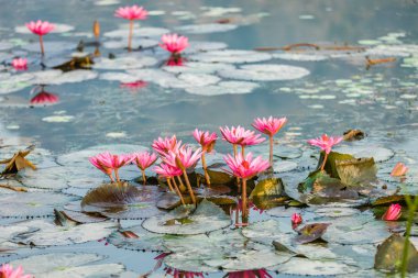 Lotus çiçeği çiçek