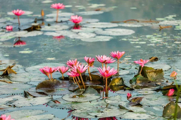 Lotus blossom flower — Stock Photo, Image