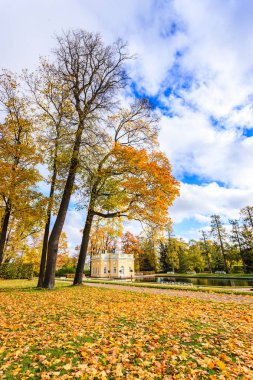 St Petersburg, sonbaharda orman