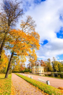 St Petersburg, sonbaharda orman