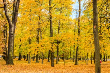 St Petersburg, sonbaharda orman