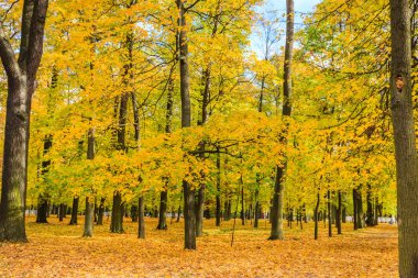 St Petersburg, sonbaharda orman