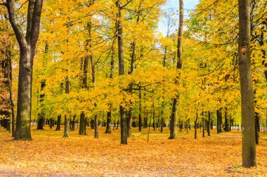 St Petersburg, sonbaharda orman