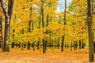 St Petersburg, sonbaharda orman
