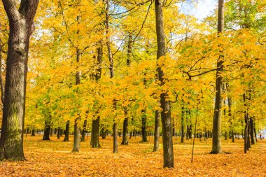 St Petersburg, sonbaharda orman