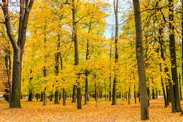 St Petersburg, sonbaharda orman