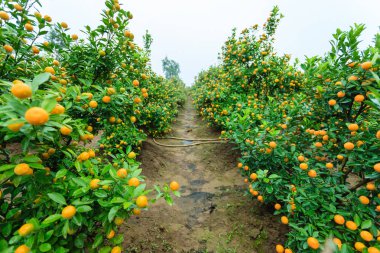 Hanoi, büyüyen mandalina