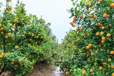 Hanoi, büyüyen mandalina