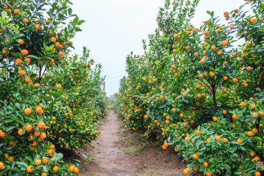 Hanoi, büyüyen mandalina