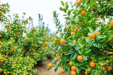 Hanoi, büyüyen mandalina