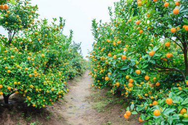 Hanoi, büyüyen mandalina