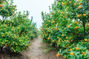 Hanoi, büyüyen mandalina