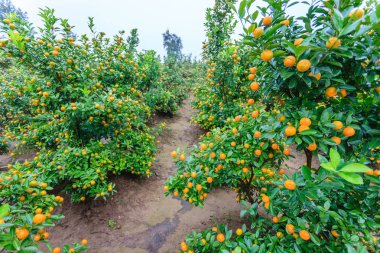 Hanoi, büyüyen mandalina