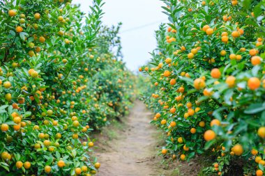 Hanoi, büyüyen mandalina