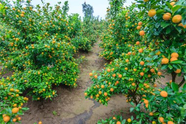 Hanoi, büyüyen mandalina