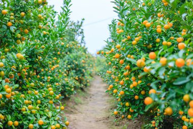 Hanoi, büyüyen mandalina