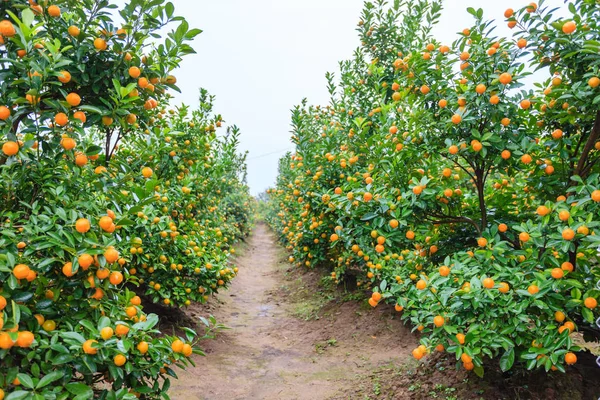 Hanoi, büyüyen mandalina