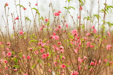 Hanoi çiçeği çiçek