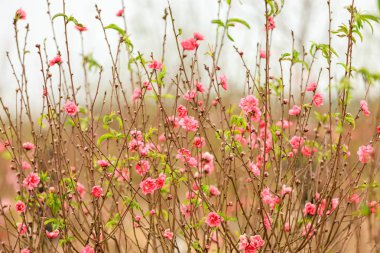 Hanoi çiçeği çiçek