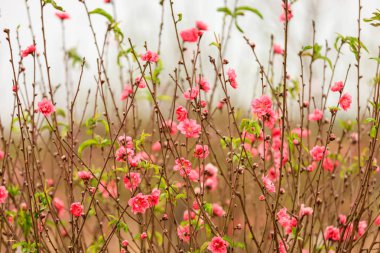 Hanoi çiçeği çiçek