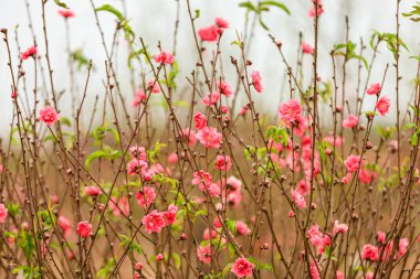 Hanoi çiçeği çiçek
