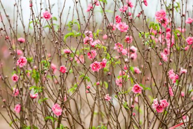 Hanoi çiçeği çiçek