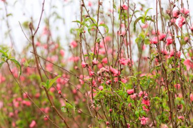 Hanoi çiçeği çiçek