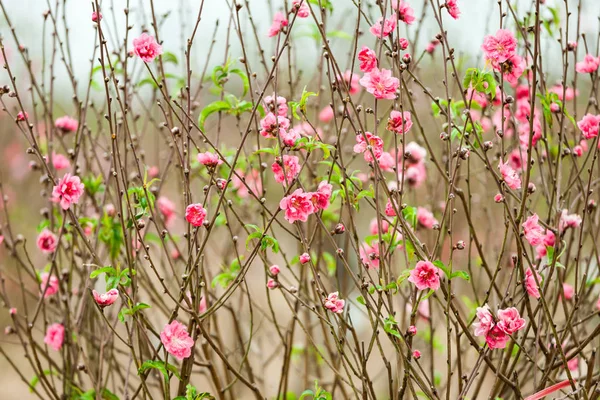 Hanoi çiçeği çiçek