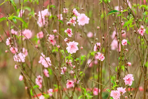 Blomma blomma på Hanoi — Stockfoto