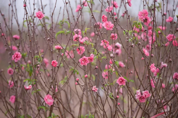 Hanoi çiçeği çiçek