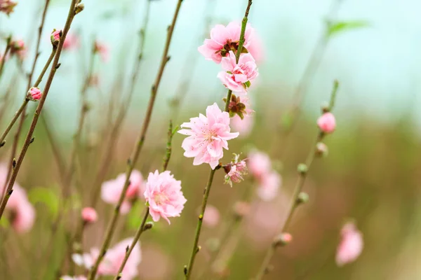 Blossom flower at Hanoi — Stock Photo, Image