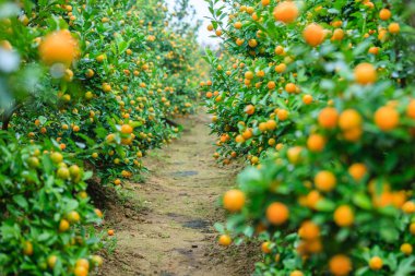 Hanoi, büyüyen mandalina