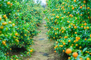 Hanoi, büyüyen mandalina