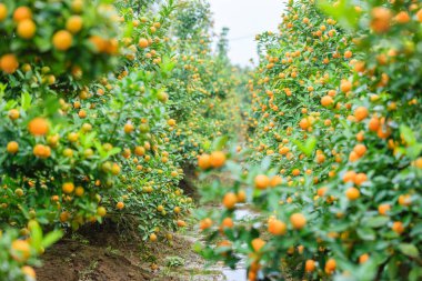 Hanoi, büyüyen mandalina