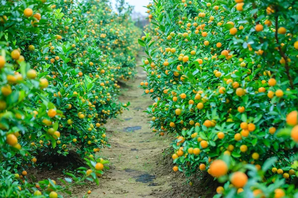 Hanoi, büyüyen mandalina
