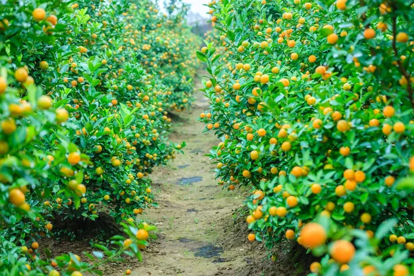 Hanoi, büyüyen mandalina