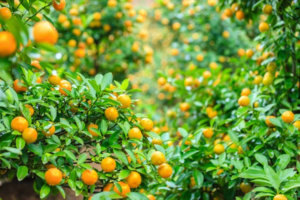 Rostoucí mandarinky v Hanoi — Stock fotografie