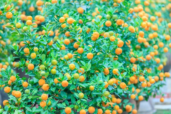 Growing Tangerines at Hanoi — Stock Photo, Image