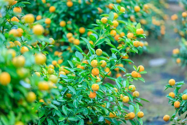 Rostoucí mandarinky v Hanoi — Stock fotografie