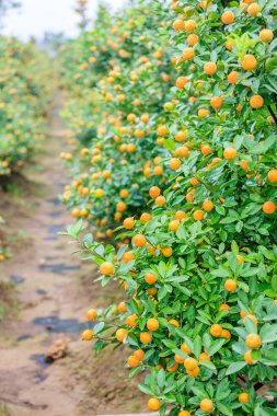 Hanoi, büyüyen mandalina
