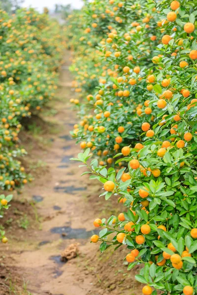 Cultivando mandarinas en Hanoi — Foto de Stock