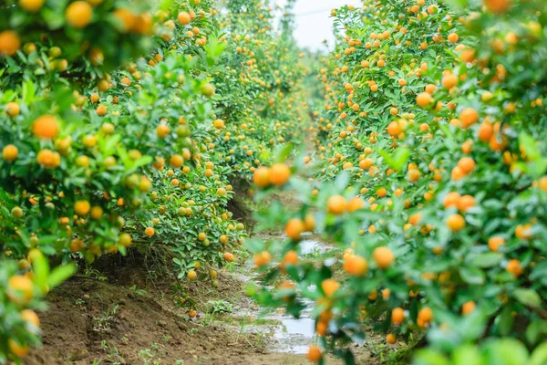 Cultivando mandarinas en Hanoi —  Fotos de Stock