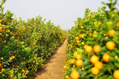 Hanoi, büyüyen mandalina