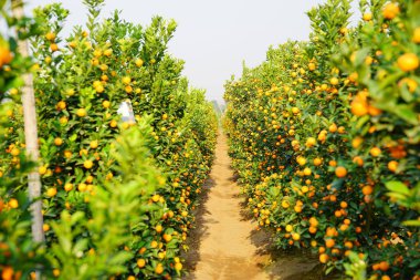 Hanoi, büyüyen mandalina