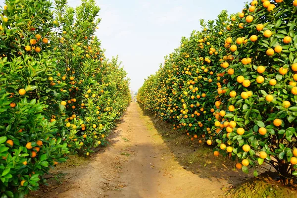 Cultivando mandarinas en Hanoi —  Fotos de Stock