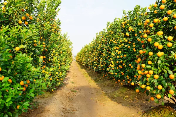 Growing Tangerines at Hanoi — Stock Photo, Image