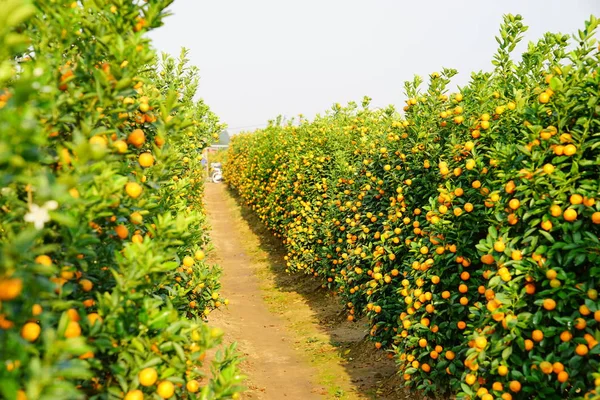 Cultivando mandarinas en Hanoi —  Fotos de Stock